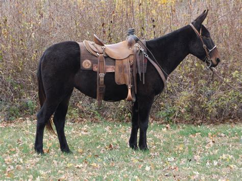 Mules for sale in tennessee - Ads 1 - 8 of 294 Alfredo - Trail Packing John Mule Kentucky Breed Mule Gender Gelding Color Sorrel Height (hh) 15.2 OPEN BIDDING ON THEHORSEBAY,COM. SALE ENDS …